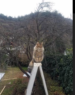 李娜携女儿亮相温网场边，李娜女儿叫什么名字