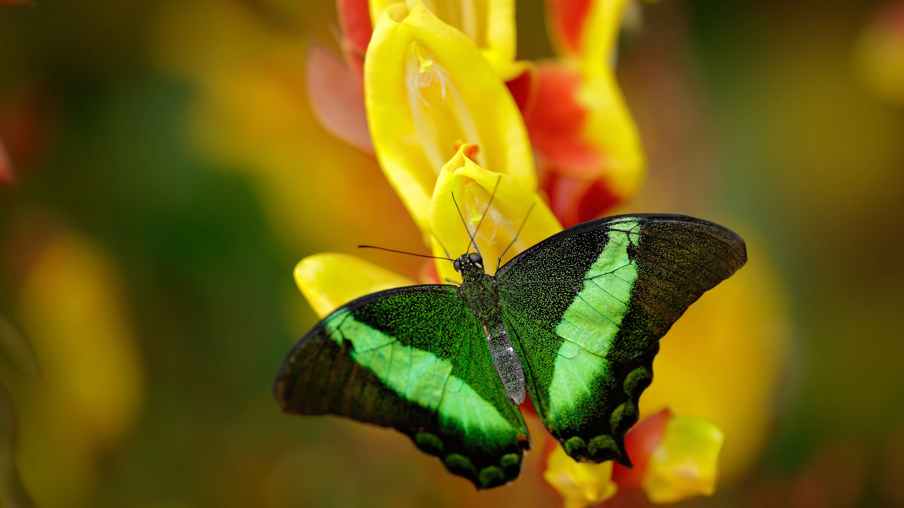 英超巅峰之战：场场精彩，高潮不断！，英超经典比赛