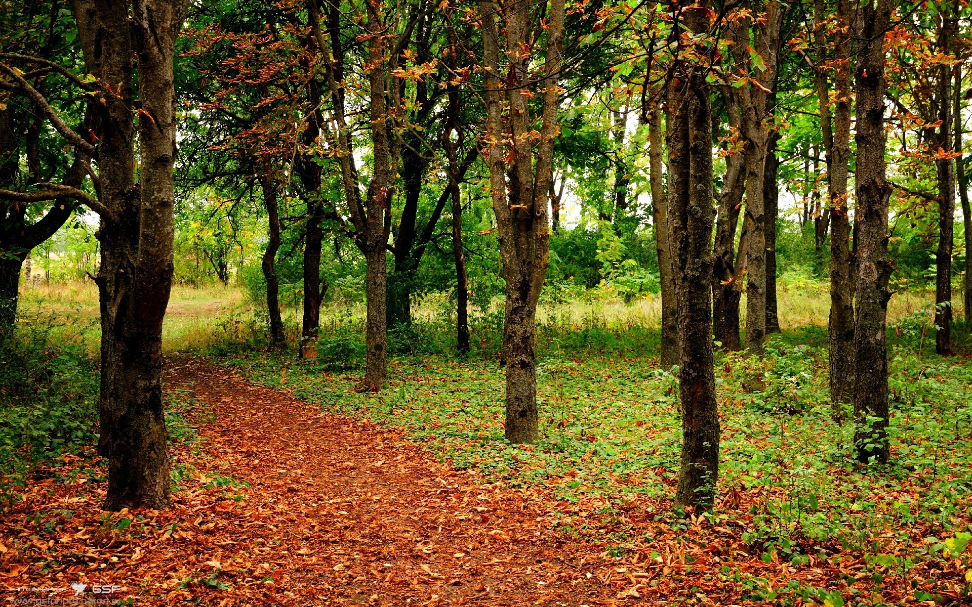 麦克沃伊带伤出战依旧夺牌，麦克埃沃伊